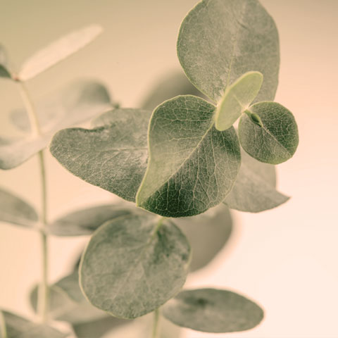 Eucalyptus